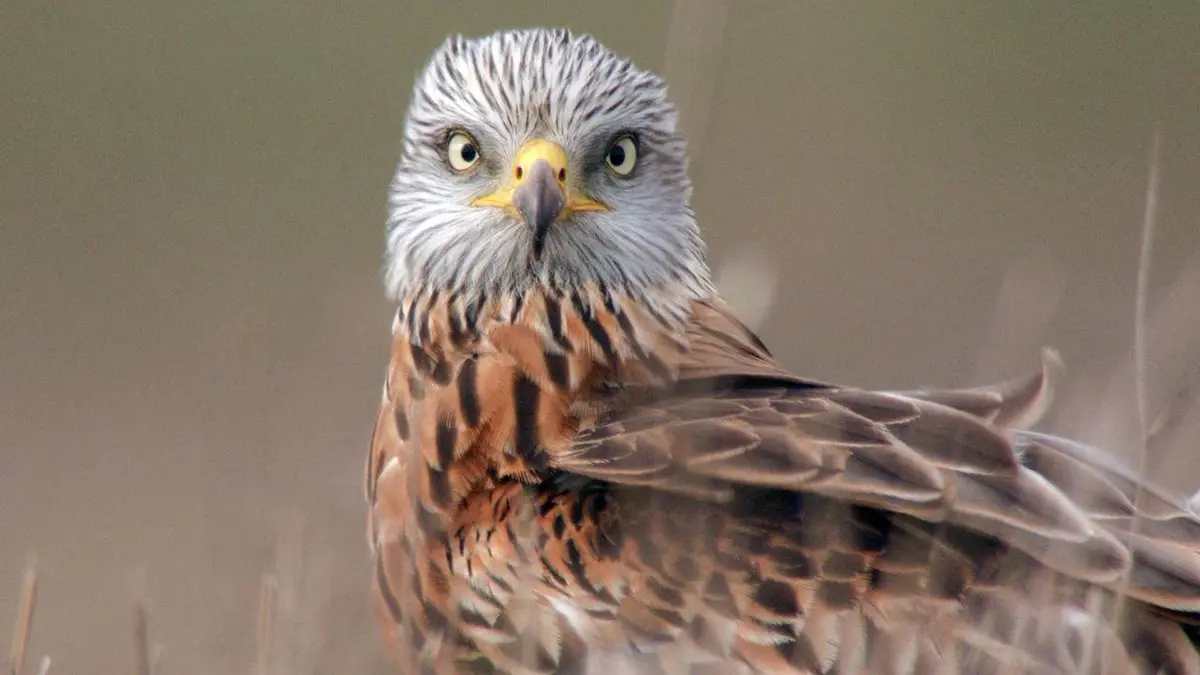 La rivière Vltava : l'eau sauvage de Bohême