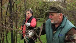 La rose de Valentino