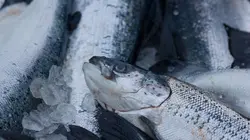 La route de l'enfer : Norvège  Mauvaise journée