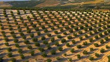 Au royaume de l'olivier