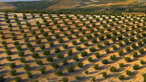 La route des oliviers E01 Au royaume de l'olivier