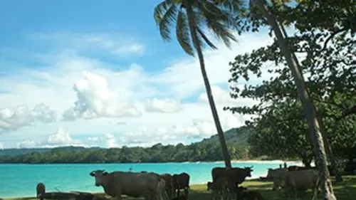 La route du Pacifique Sud