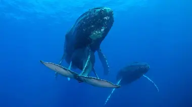 La sagesse des baleines