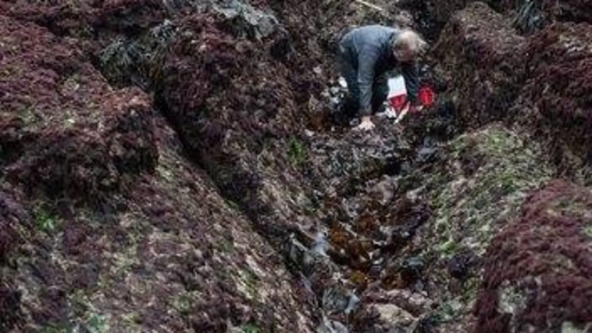 La saison des tourteaux