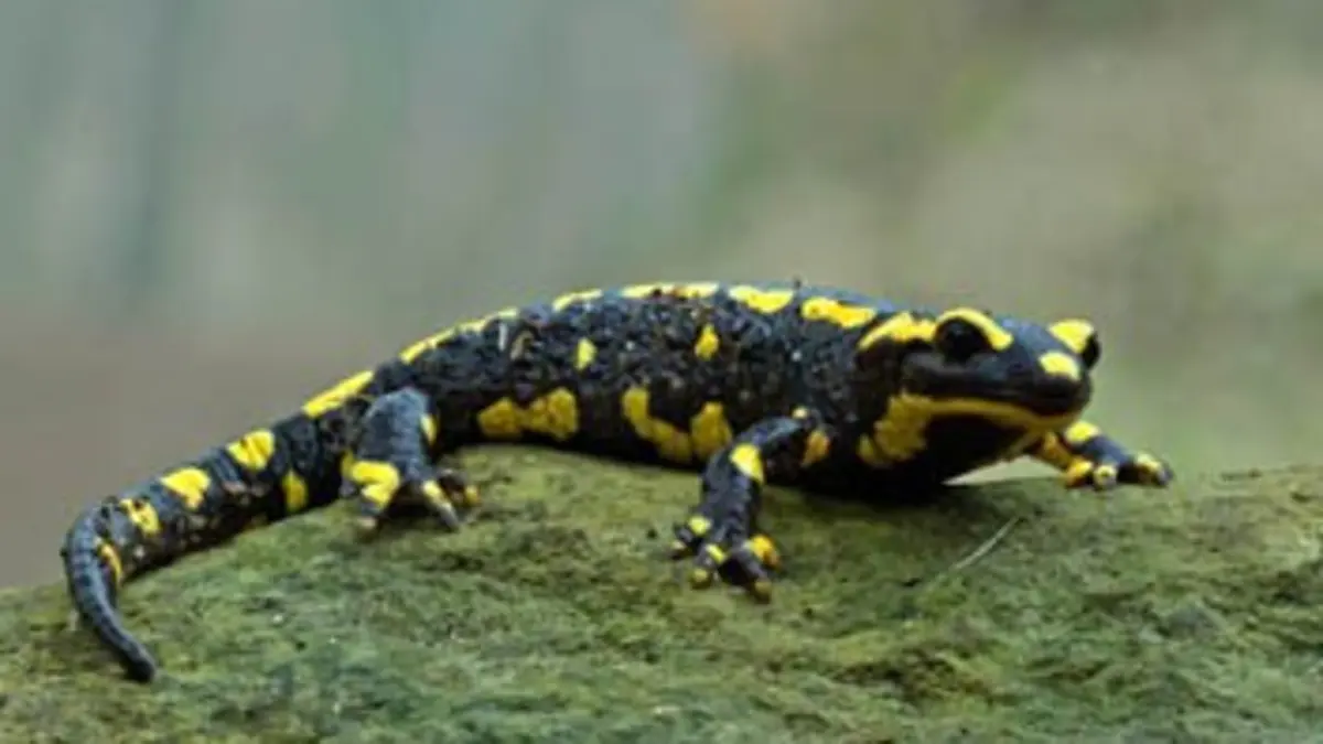 La salamandre de feu