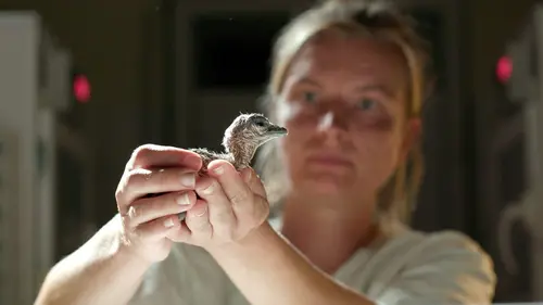 La science au secours des oiseaux : Opération outarde