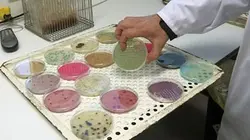 Visuel de La sécurité alimentaire