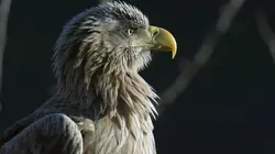 Visuel de La Serbie, sous le signe de l'eau