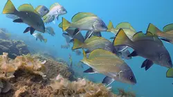 La Slovénie sauvage