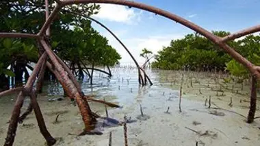 Mangroves
