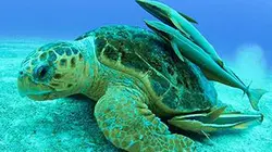 La splendeur des Bahamas