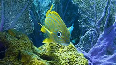 La splendeur des Bahamas E03 Récifs coralliens