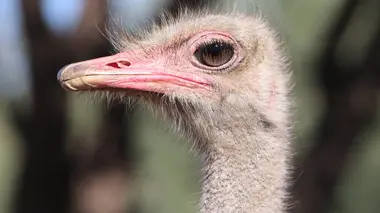 La stratégie de l'autruche