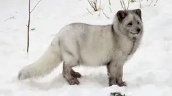 La Suède, un bain de nature : Le Norrland