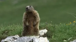 La Suisse aux mille merveilles