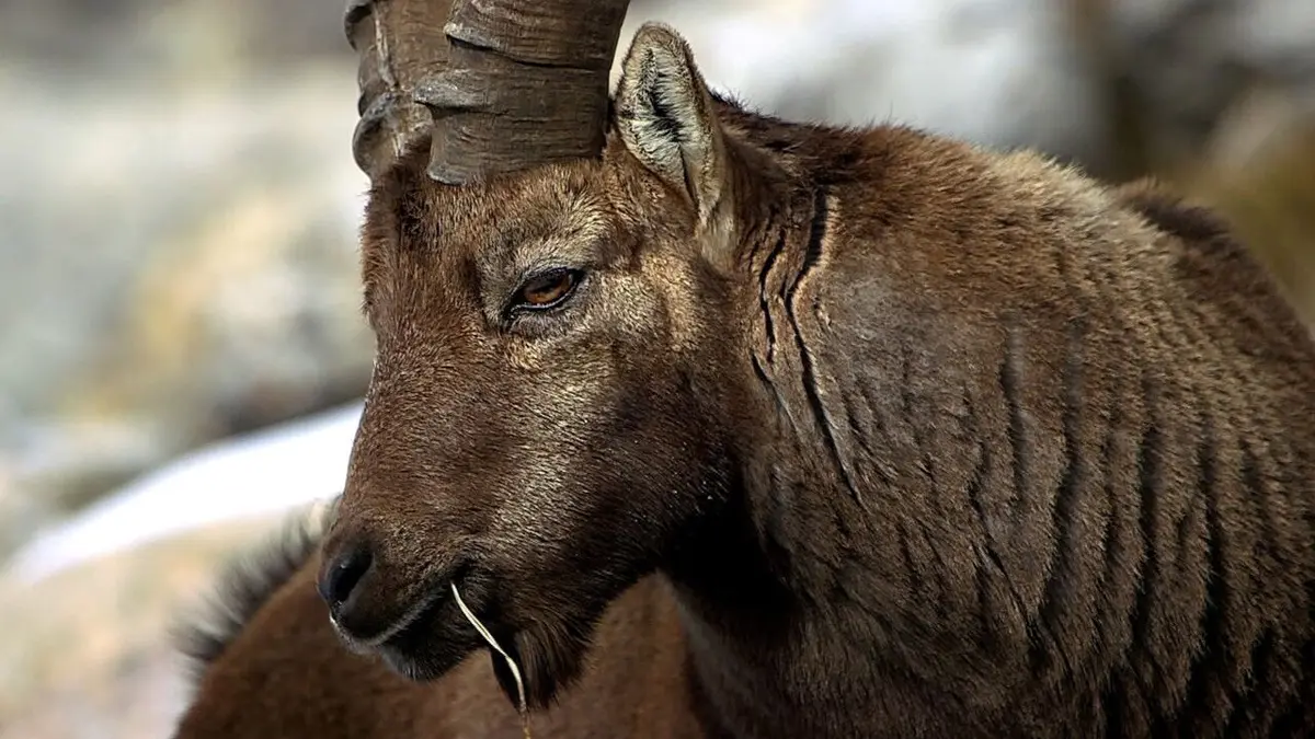 La Suisse sauvage L'hiver dans les Grisons