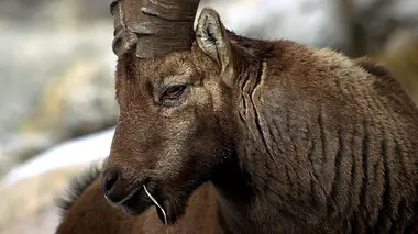 L'hiver dans les Grisons