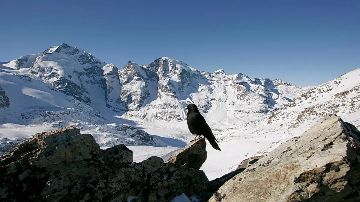 La Suisse sauvage Pays d'eau, pays de glace