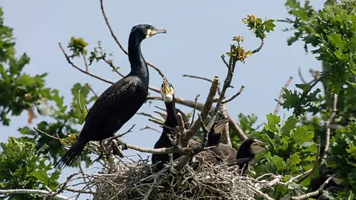La Suisse sauvage S01E00 Pays d'eau, pays de glace