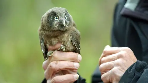 Épisodes de La Suisse sauvage