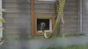 2021 • La Tanière, le zoo-refuge de l'espoir