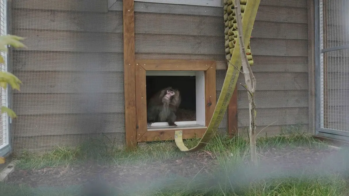 Visuel de La Tanière, le zoo-refuge de l'espoir