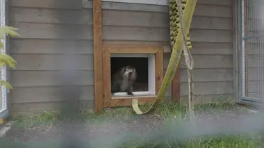La Tanière, le zoo-refuge de l'espoir