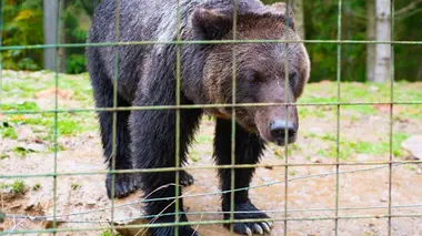 La Tanière, le zoo-refuge de l'espoir