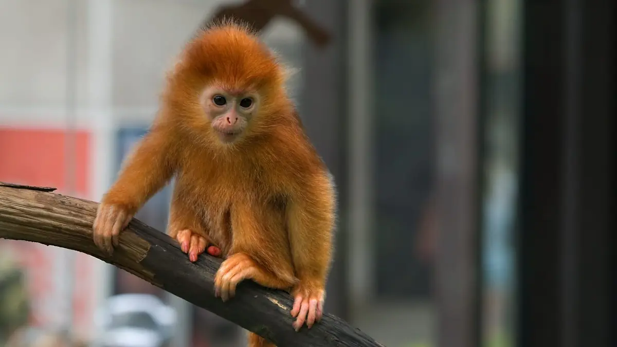 La Tanière, le zoo-refuge de l'espoir