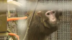 La Tanière, le zoo-refuge de l'espoir