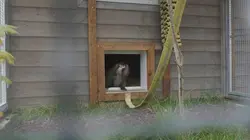 La Tanière, le zoo-refuge de l'espoir