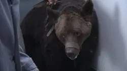 La Tanière, le zoo-refuge de l'espoir