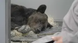 La Tanière, le zoo-refuge de l'espoir
