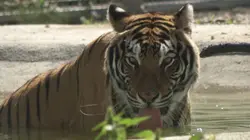 La Tanière, le zoo-refuge de l'espoir E01