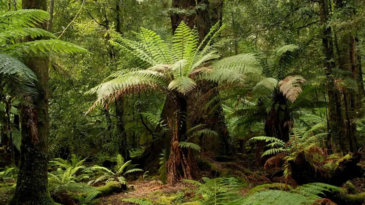 La Tasmanie sauvage Sur l'île des ornithorynques