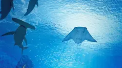 La techno des aquariums XXL