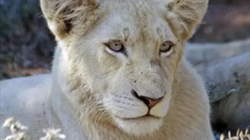 La terre des lionnes blanches