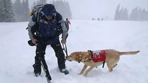 La Terre en colère Avalanches