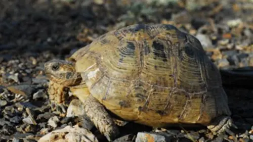 La tortue après l'éden