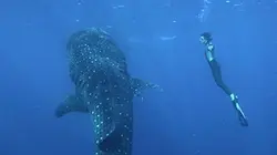 Visuel de La traversée des mondes