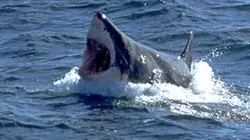Visuel de La traversée du grand requin blanc