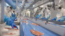 La truite, un poisson que rien n'arrête