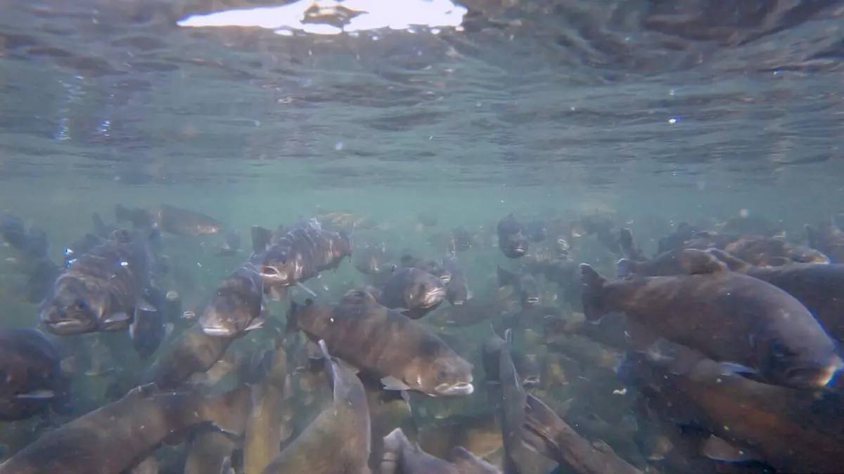 La truite, un poisson que rien n'arrête