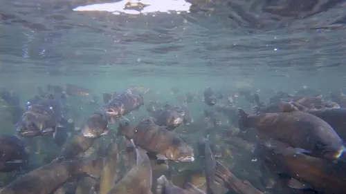 La truite, un poisson que rien n'arrête