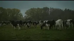 Visuel de La vache qui chantait le futur