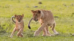 Visuel de La vallée des lions