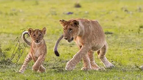 La vallée des lions