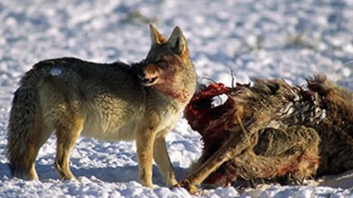 La vallée des loups