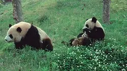 La vallée des pandas
