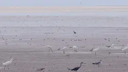 La vase source de vies